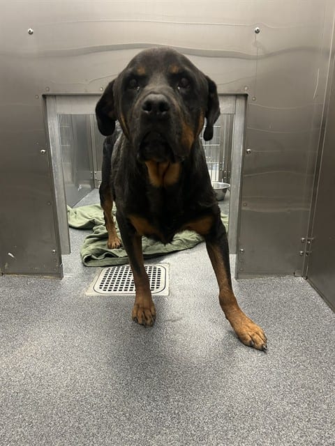 Photo of Lucky, adoptable Rottweiler