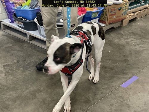 Photo of Zena, adoptable American Staffordshire Terrier in Lee's Summit, Missouri