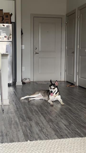 Photo of Lolo, adoptable Siberian Husky in Haw River, North Carolina