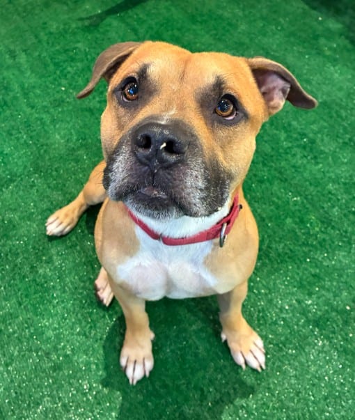Photo of Miguel, adoptable dog in Palmetto, Florida