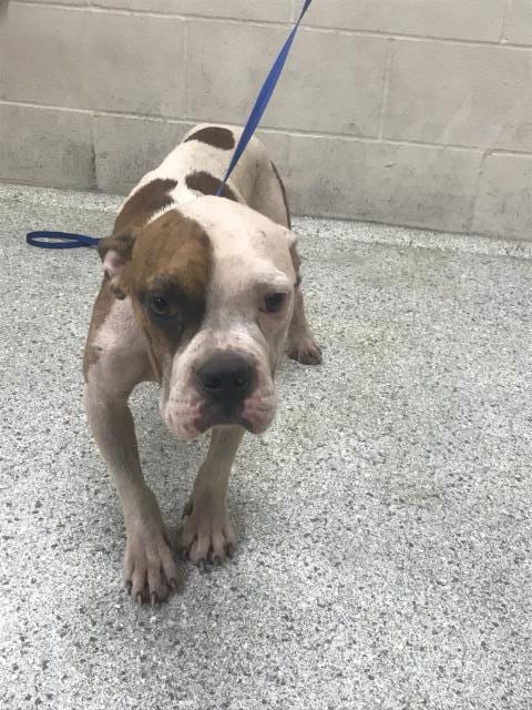 Photo of Q-Bert, adoptable American Bulldog in Conroe, Texas