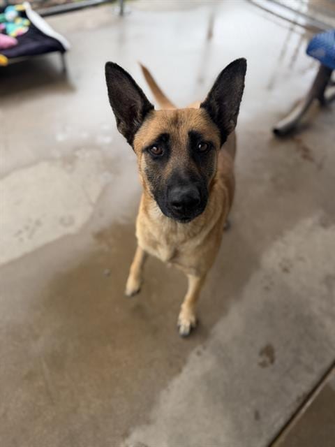 Photo of Silvia, adoptable German Shepherd Dog in Chula Vista, California
