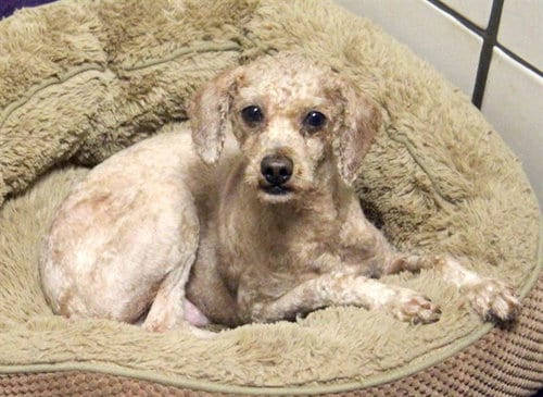 Photo of Gregory Curls, adoptable Poodle (Miniature) in Fort Wayne, Indiana