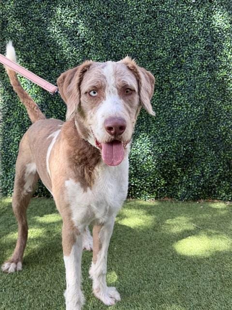 Photo of Karl, adoptable Labrador Retriever in Naples, Florida