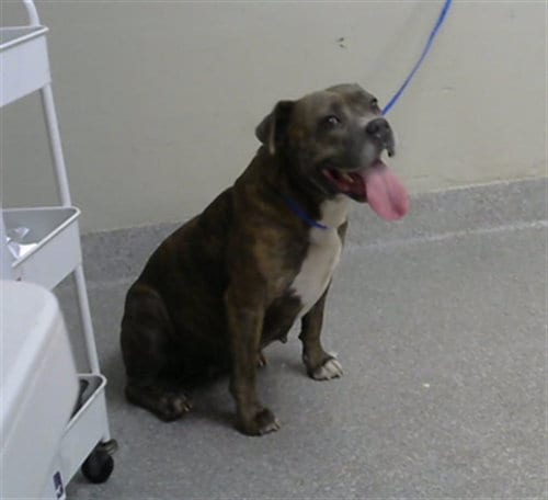Photo of Nyla, adoptable American Staffordshire Terrier in Pasadena, Texas