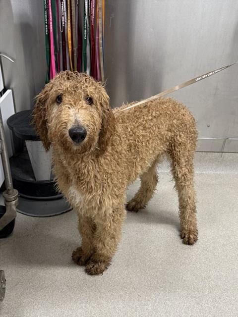 Photo of Moe, adoptable Poodle (Standard) in Fairbanks, Alaska