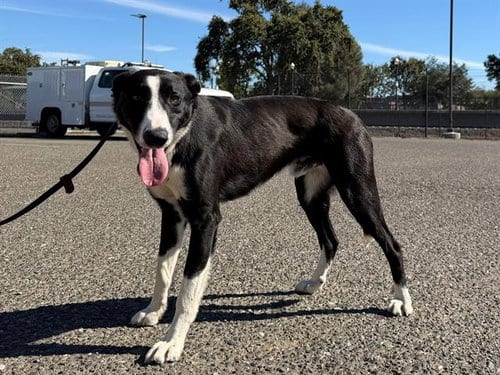 Photo of Chase, adoptable Border Collie in Santa Rosa, California