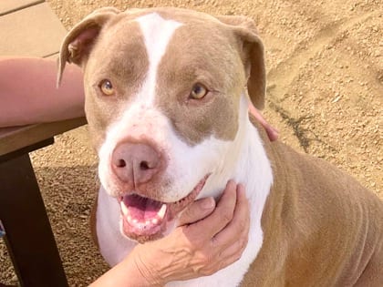 Photo of Lainey, adoptable dog in Georgetown, Texas