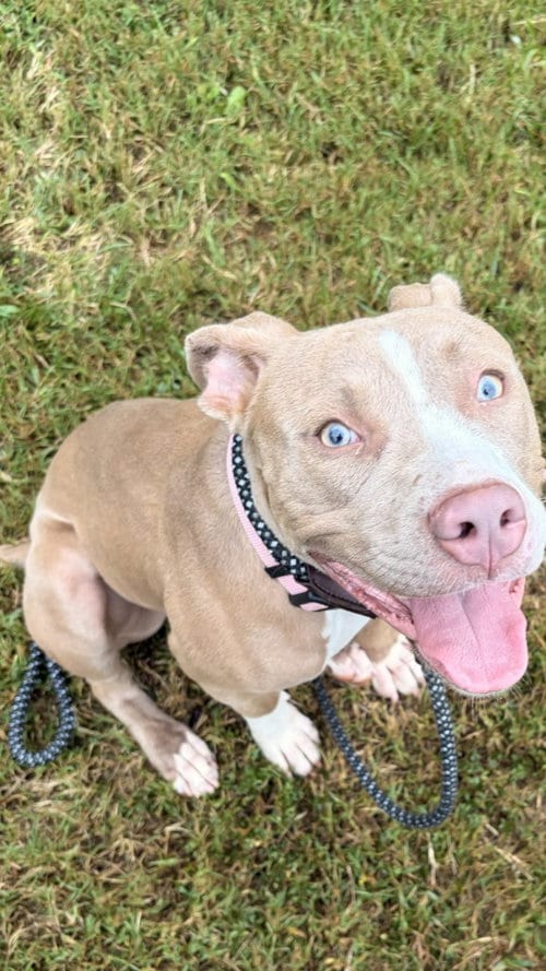 Photo of DA 33 Rebecca, adoptable Pit Bull Terrier in Glen Allen, Virginia