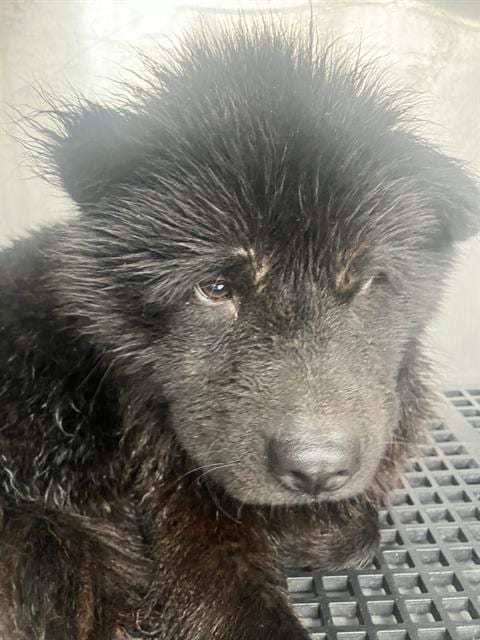 Photo of Knight, adoptable Chow Chow in Dallas, Texas