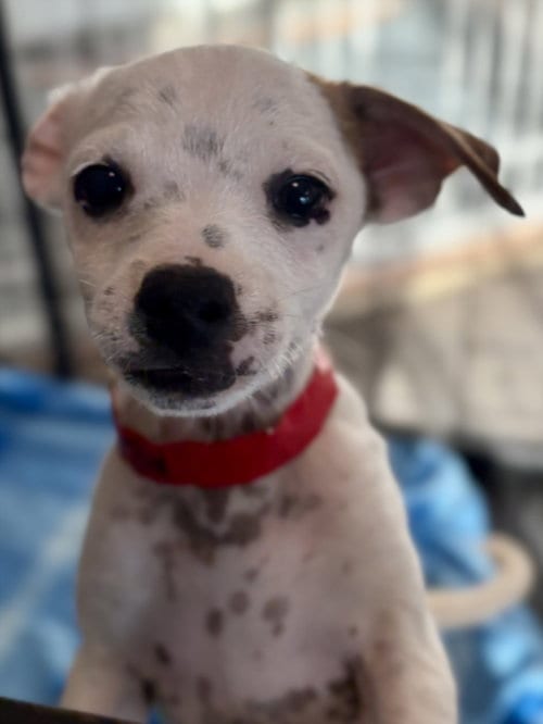 Photo of Peach, adoptable Chihuahua in Los Angeles, California
