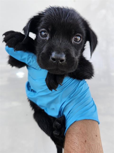 Photo of Casper, adoptable Labrador Retriever in San Antonio, Texas