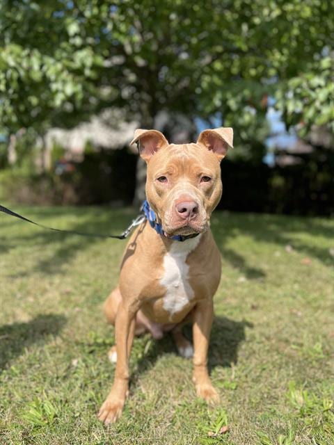 Photo of Teriyaki, adoptable Pit Bull Terrier mix in Center Township, Pennsylvania