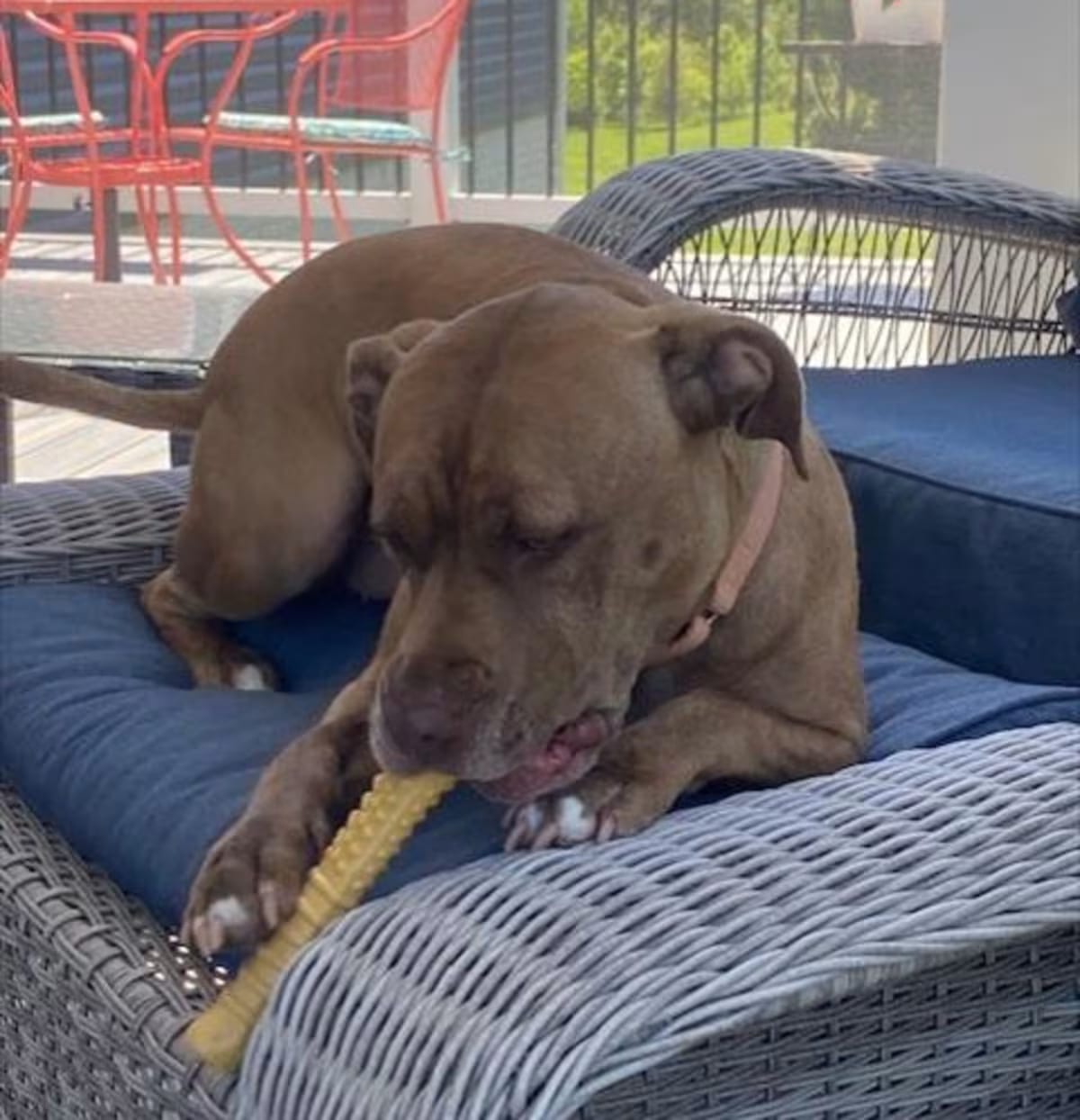 Photo of Starr, adoptable American Pit Bull Terrier in Derwood, Maryland