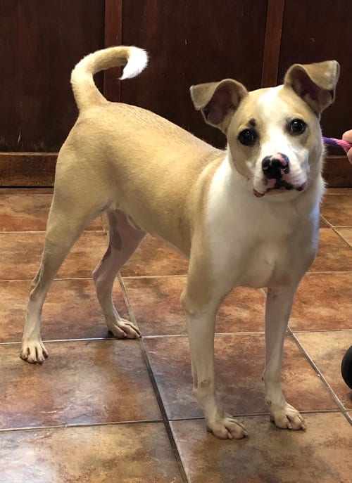 Photo of Koda, adoptable Terrier in Amarillo, Texas
