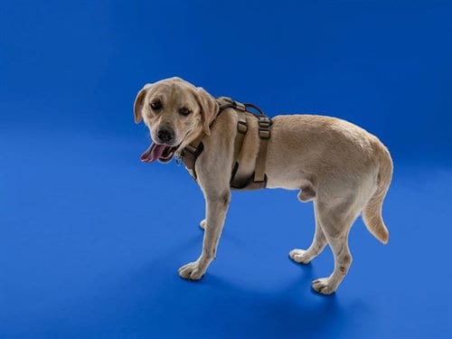 Photo of Sof G, adoptable Labrador Retriever in Miami, Florida