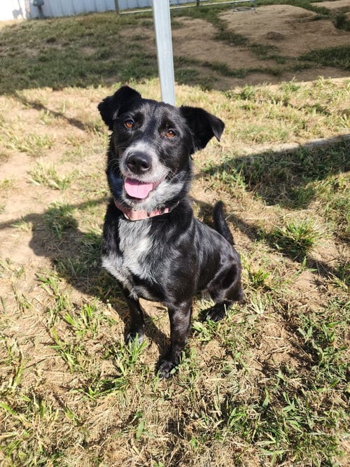 Photo of Tahlia, adoptable Border Collie in Evansville, Indiana