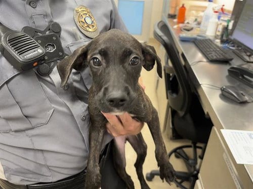 Photo of Luna, adoptable American Staffordshire Terrier in Grand Prairie, Texas