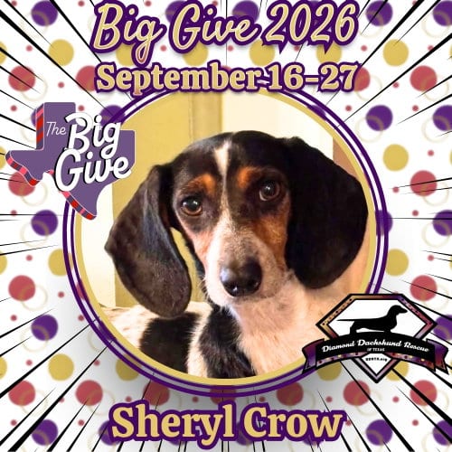 Photo of Sheryl Crow, adoptable Dachshund in San Antonio, Texas