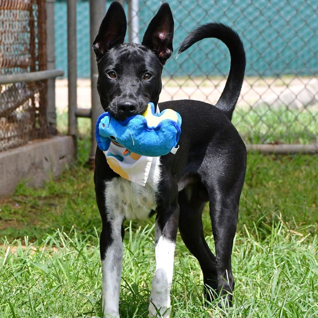 Photo of Frank, adoptable Shepherd / Mix in Beaumont, Texas