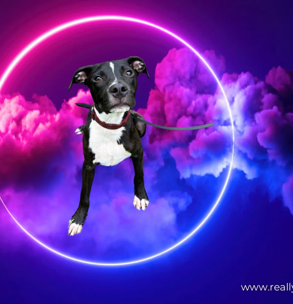 Photo of Scout, adoptable American Pit Bull Terrier/American Staffordshire Terrier in Pelzer, South Carolina