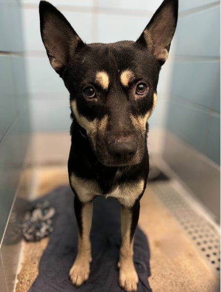 Photo of Abraham, adoptable Staffordshire Bull Terrier in Houston, Texas