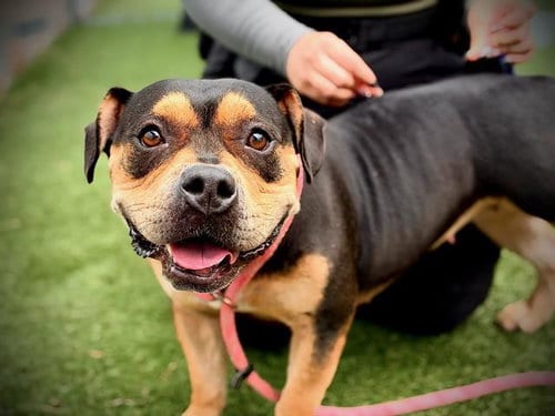 Photo of Susan, adoptable Pit Bull Terrier in Orlando, Florida