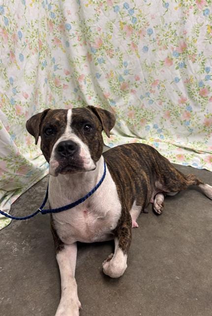 Photo of Brandy, adoptable Boxer in Rosenberg, Texas