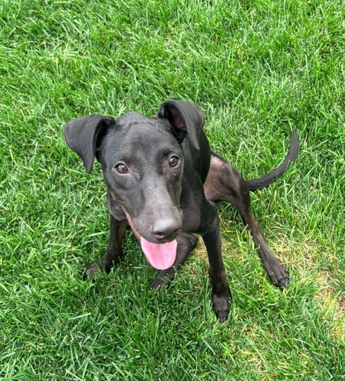 Photo of Rue, adoptable Labrador Retriever in Salt Lake City, Utah