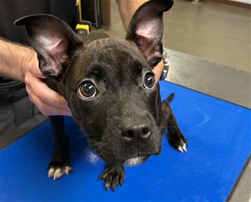 Photo of Frosting, adoptable American Pit Bull Terrier in Phoenix, Arizona