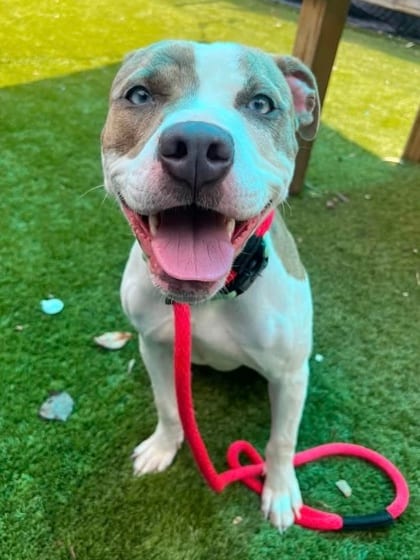 Photo of Catalina, adoptable dog in Baltimore, Maryland