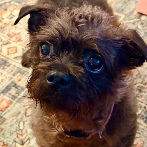 Photo of Barris, adoptable Cairn Terrier in Spring Lake, North Carolina