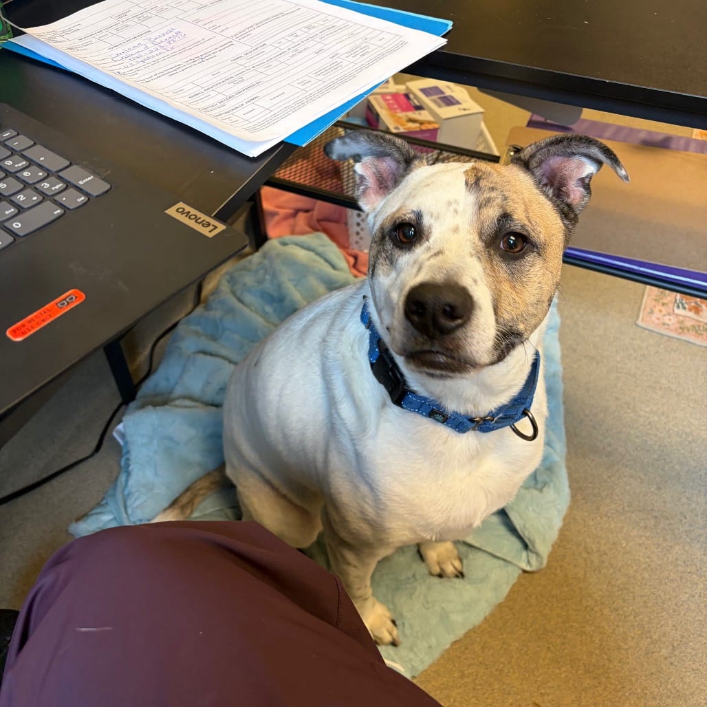 Photo of Scout, adoptable Mixed Breed (Large) in Fredericksburg, Virginia
