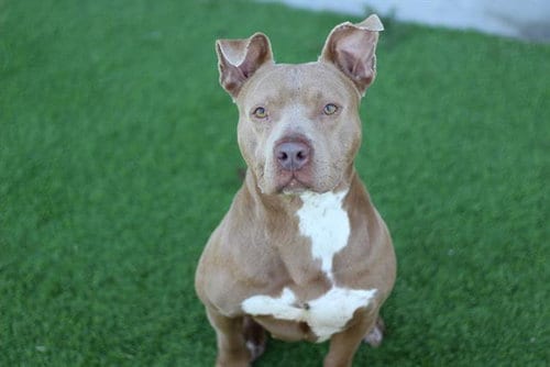 Photo of Lilly, adoptable American Pit Bull Terrier in Grand Prairie, Texas