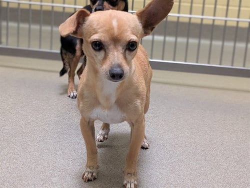 Photo of Katmai, adoptable Chihuahua in Denver, Colorado