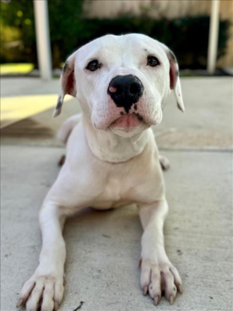 Photo of Pearla, adoptable Pit Bull Terrier in Lacombe, Louisiana