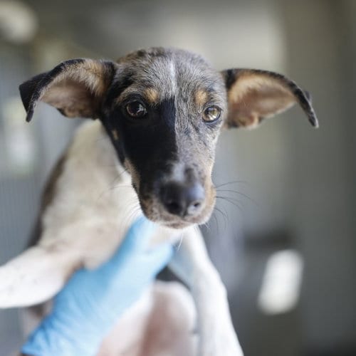 Photo of Sed, adoptable Labrador Retriever in San Antonio, Texas
