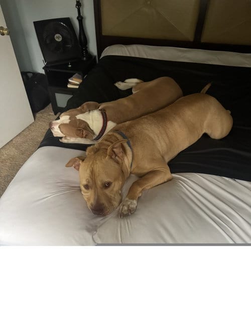 Photo of Apollo, adoptable Pit Bull Terrier in ROSEVILLE, California