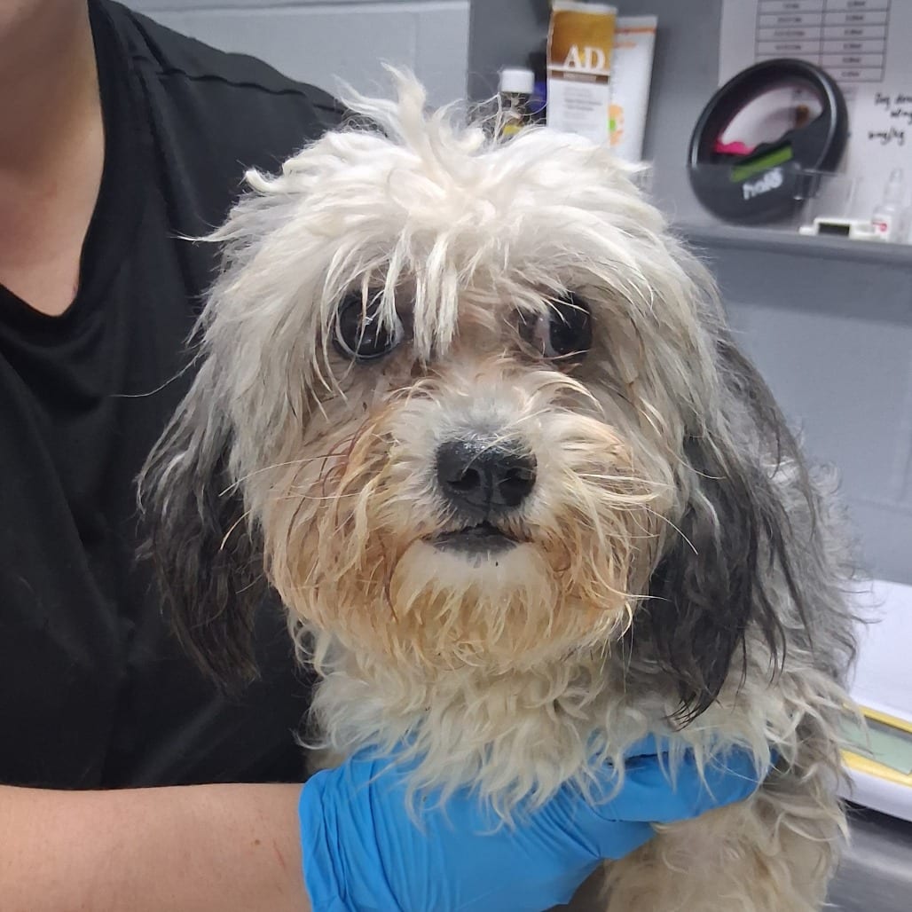 Photo of Moonpie, adoptable Shih Tzu in Summerville, South Carolina