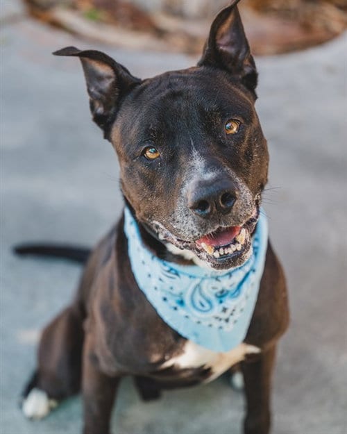 Photo of Hulk, adoptable American Bulldog in Miami, Florida