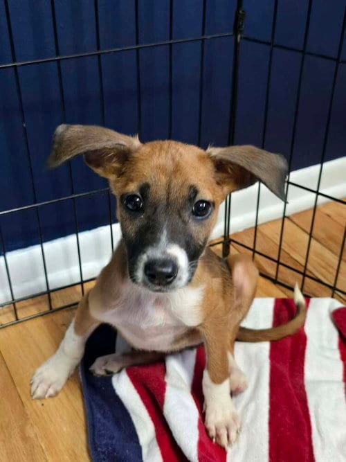 Photo of Hazel, adoptable Shepherd in Willingboro, New Jersey