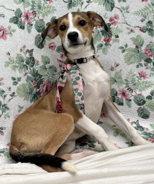 Photo of Lilly, adoptable Terrier in Wetumpka, Alabama