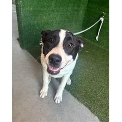Photo of Kenzo, adoptable Akita in Lancaster, California