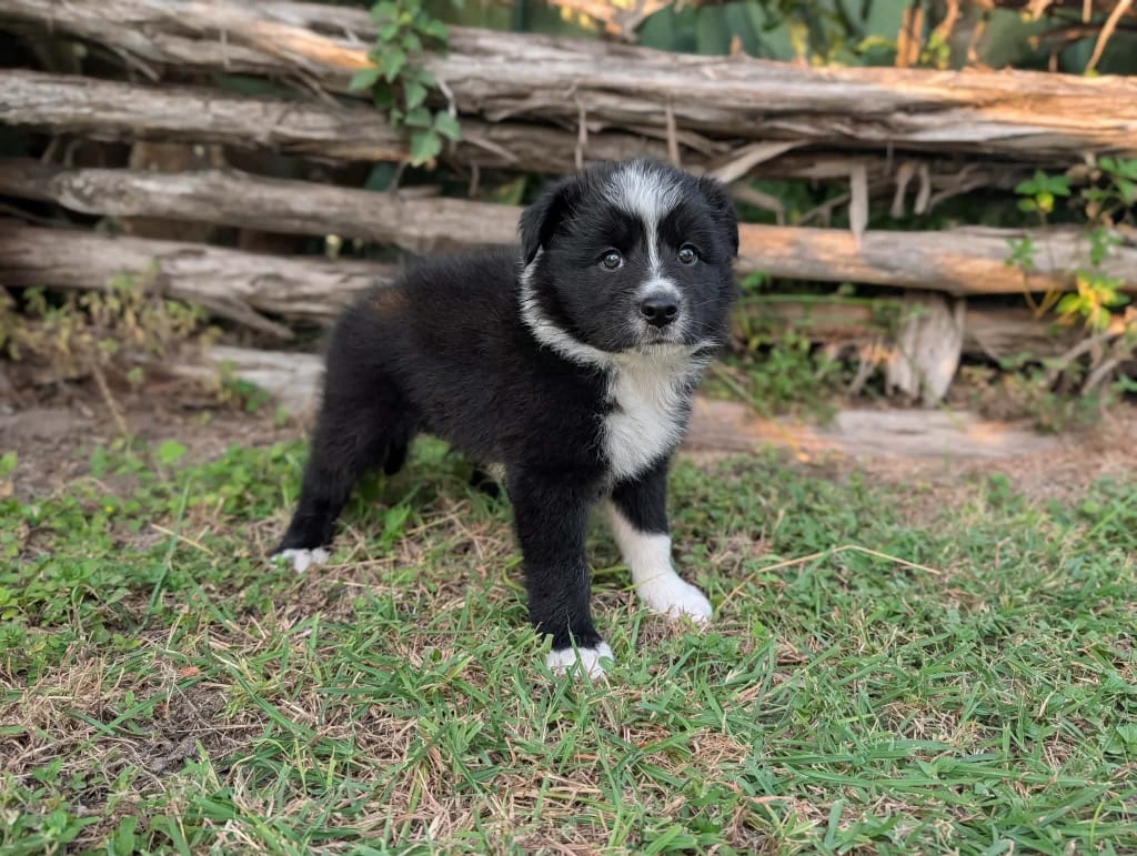 Photo of Dallas, adoptable Border Collie in Texas