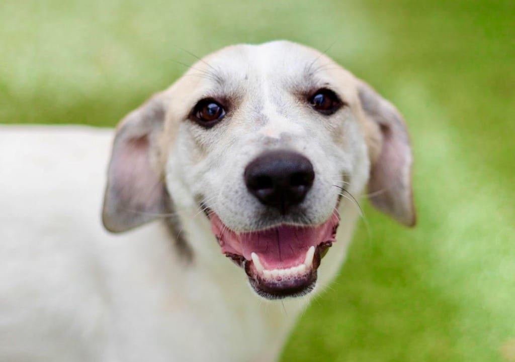Photo of Pandora, adoptable Great Pyrenees in Bloomfield, Connecticut