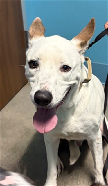 Photo of Ace, adoptable Alaskan Husky mix in Houston, Texas
