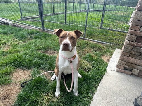 Photo of Orville, adoptable Pit Bull Terrier in Pueblo, Colorado