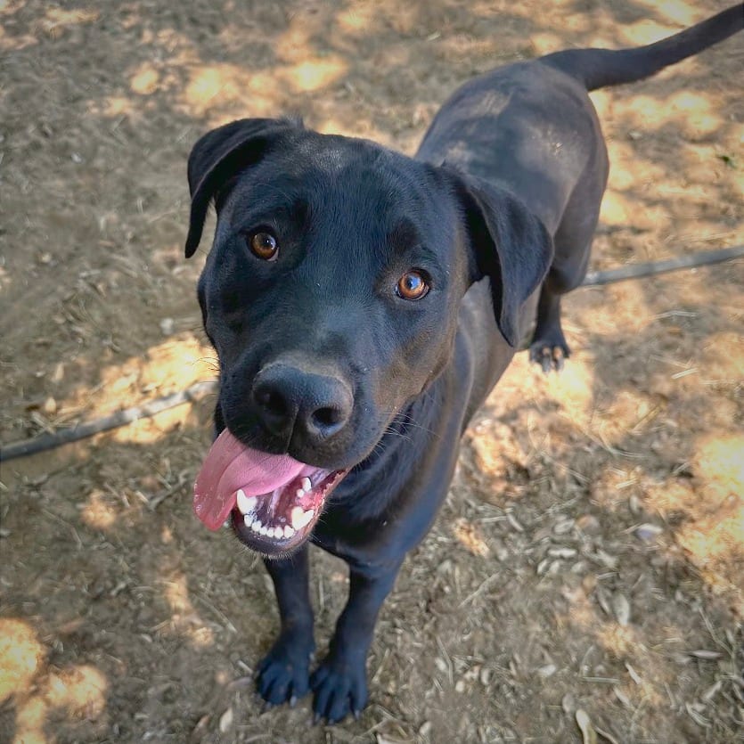 Photo of Zane, adoptable Mastiff / Mixed Breed (Medium) in Riverwoods, Illinois