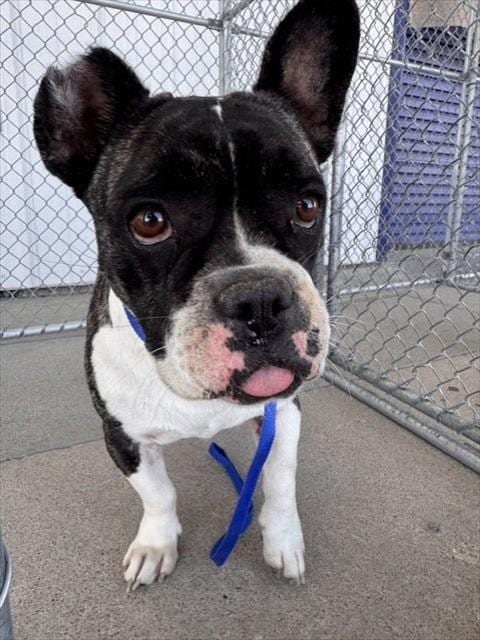 Photo of Bosa, adoptable Bulldog in Bakersfield, California