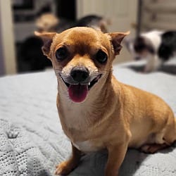 Photo of Razor, adoptable Chihuahua in Salisbury, North Carolina
